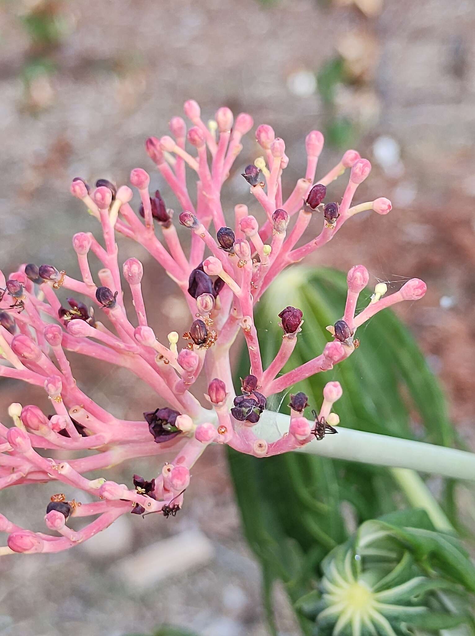 Plancia ëd Jatropha multifida L.