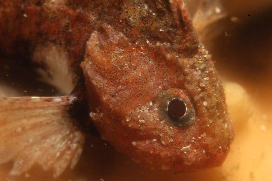 Image of smoothskin scorpionfish