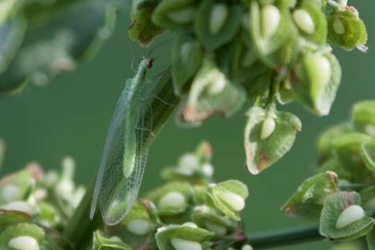 Image of Common green lacewing