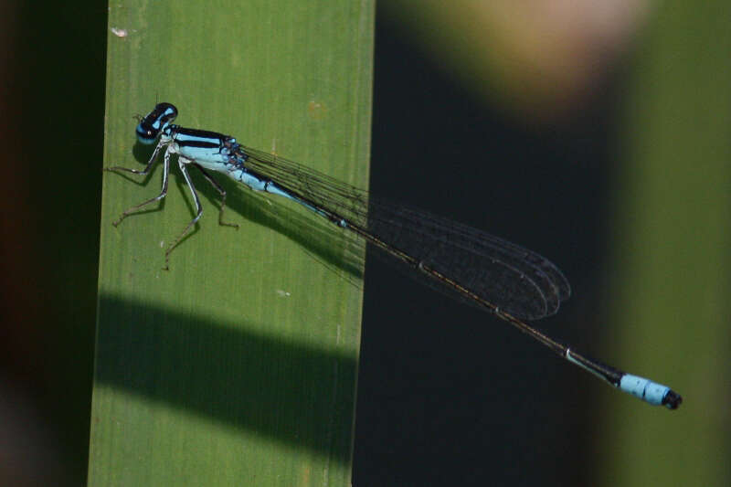 Image of Turquoise Bluet