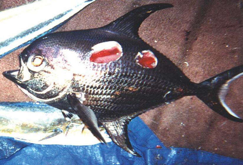 Image of Angel Fish