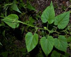 Image of heartleaf noseburn