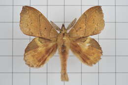 Image of Radhica flavovittata Moore 1879