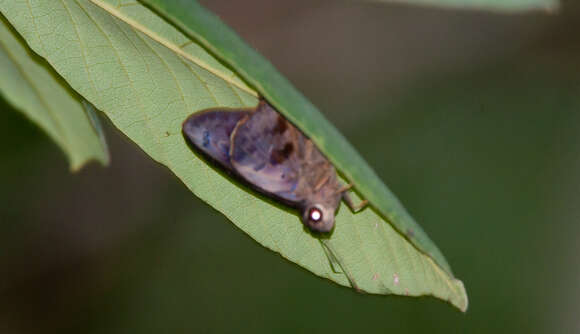 Image of Hammock Skipper