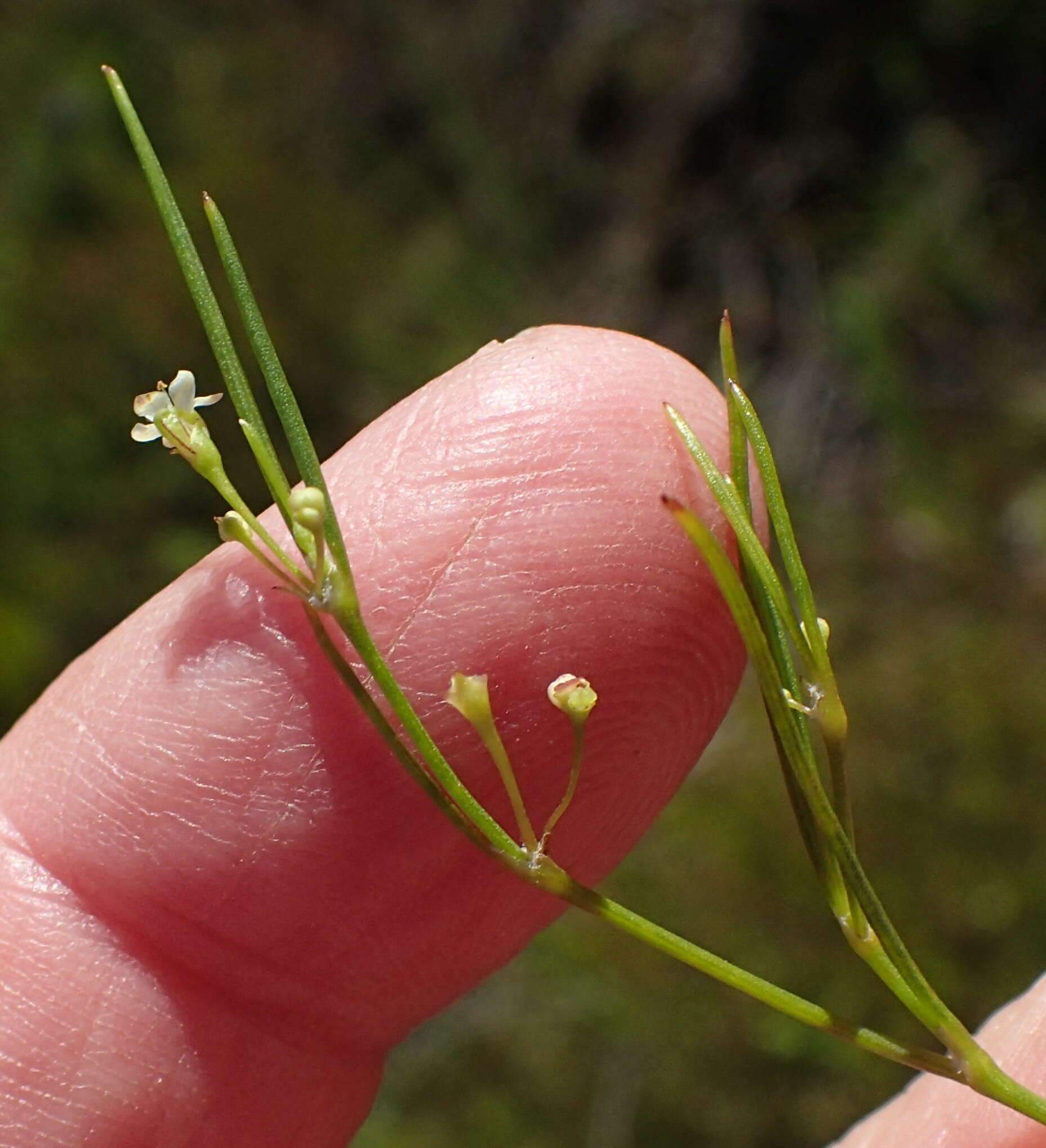 Image of Centella virgata (L. fil.) Drude