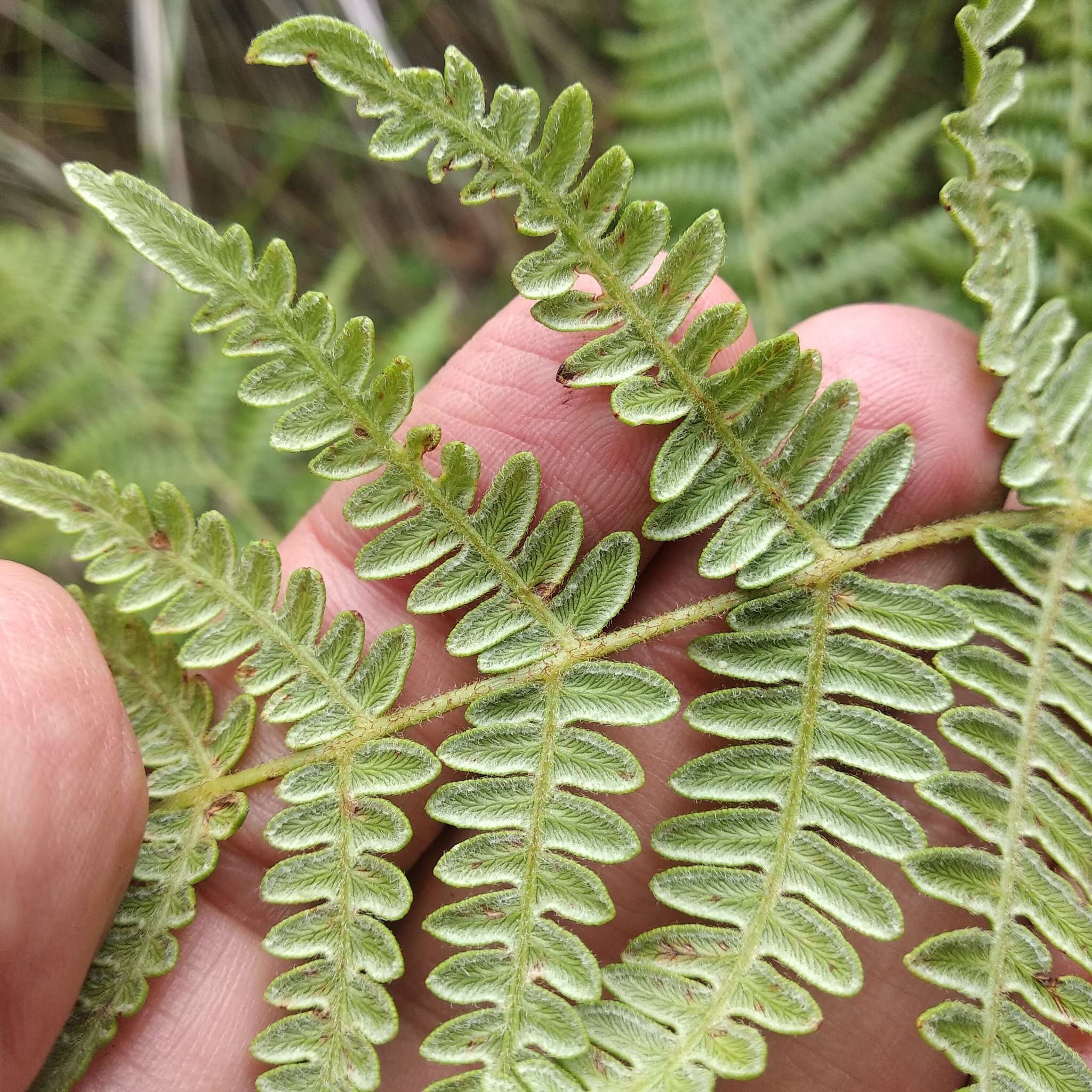 Imagem de Pteridium feei (W. Schaffn. ex Fée) Faull