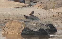 Image of Rock Pratincole