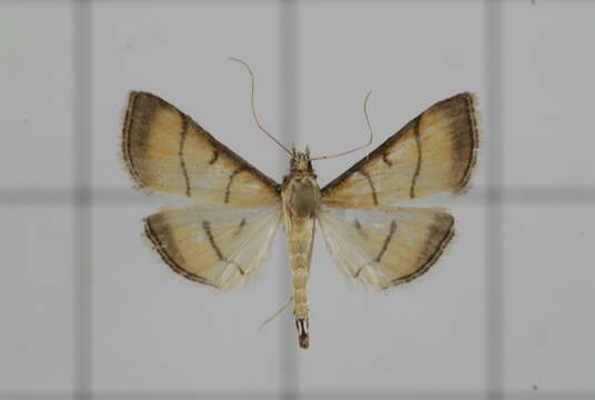 Image of Cnaphalocrocis medinalis Guenée 1854