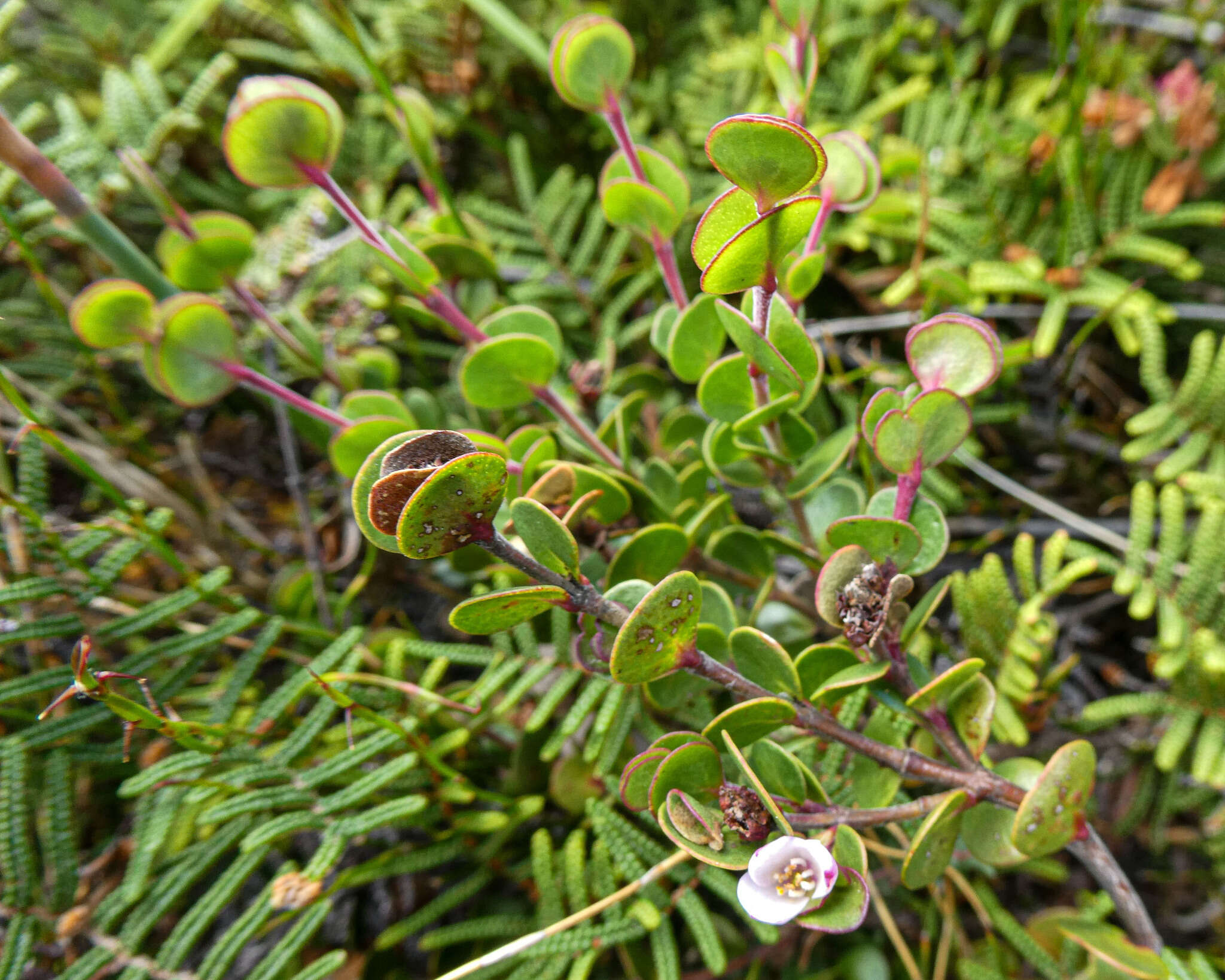 Boronia rhomboidea Hook. resmi