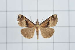 Image of Hypena gonospilalis Walker 1866