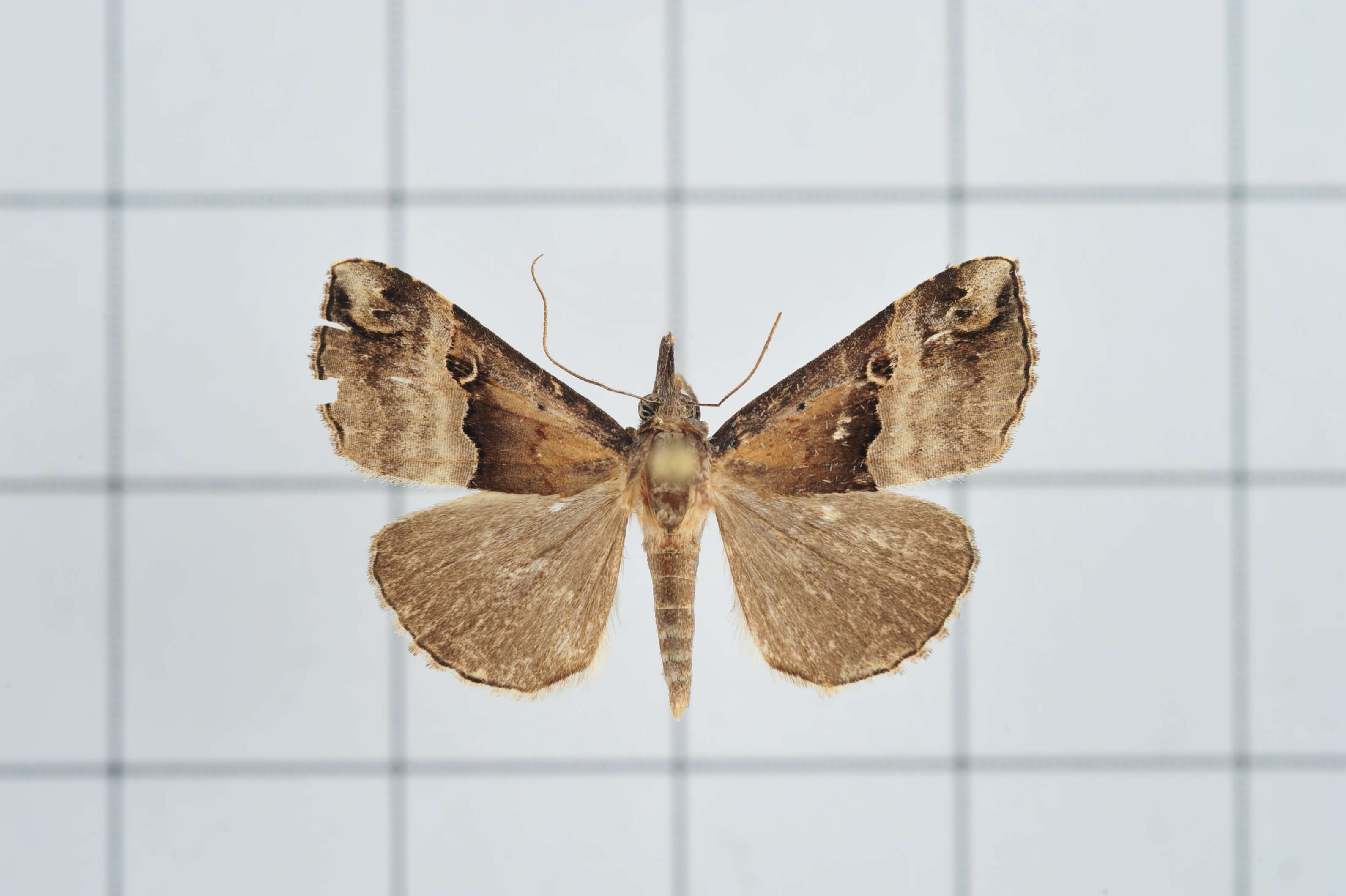 Image of Hypena gonospilalis Walker 1866