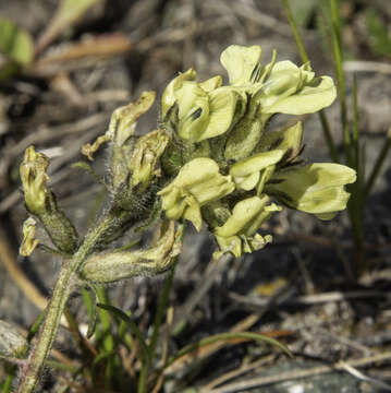 Image of field locoweed