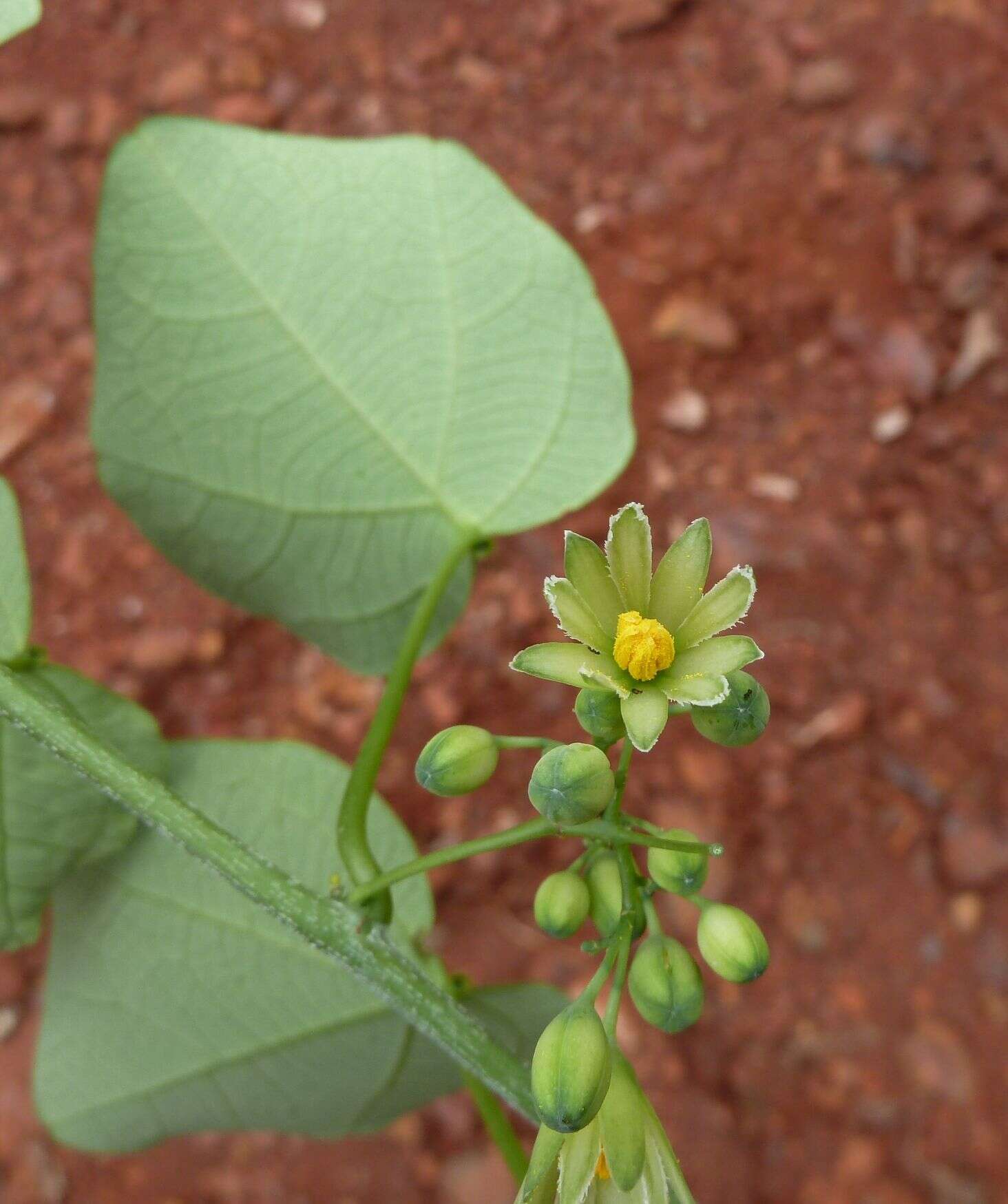 Image of Adenia cissampeloides (Planch. ex Hook.) Harms