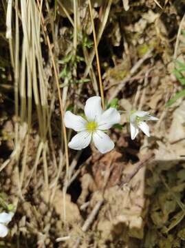 Image de Arenaria montana L.