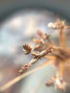 Image of Dentate umbrella sedge