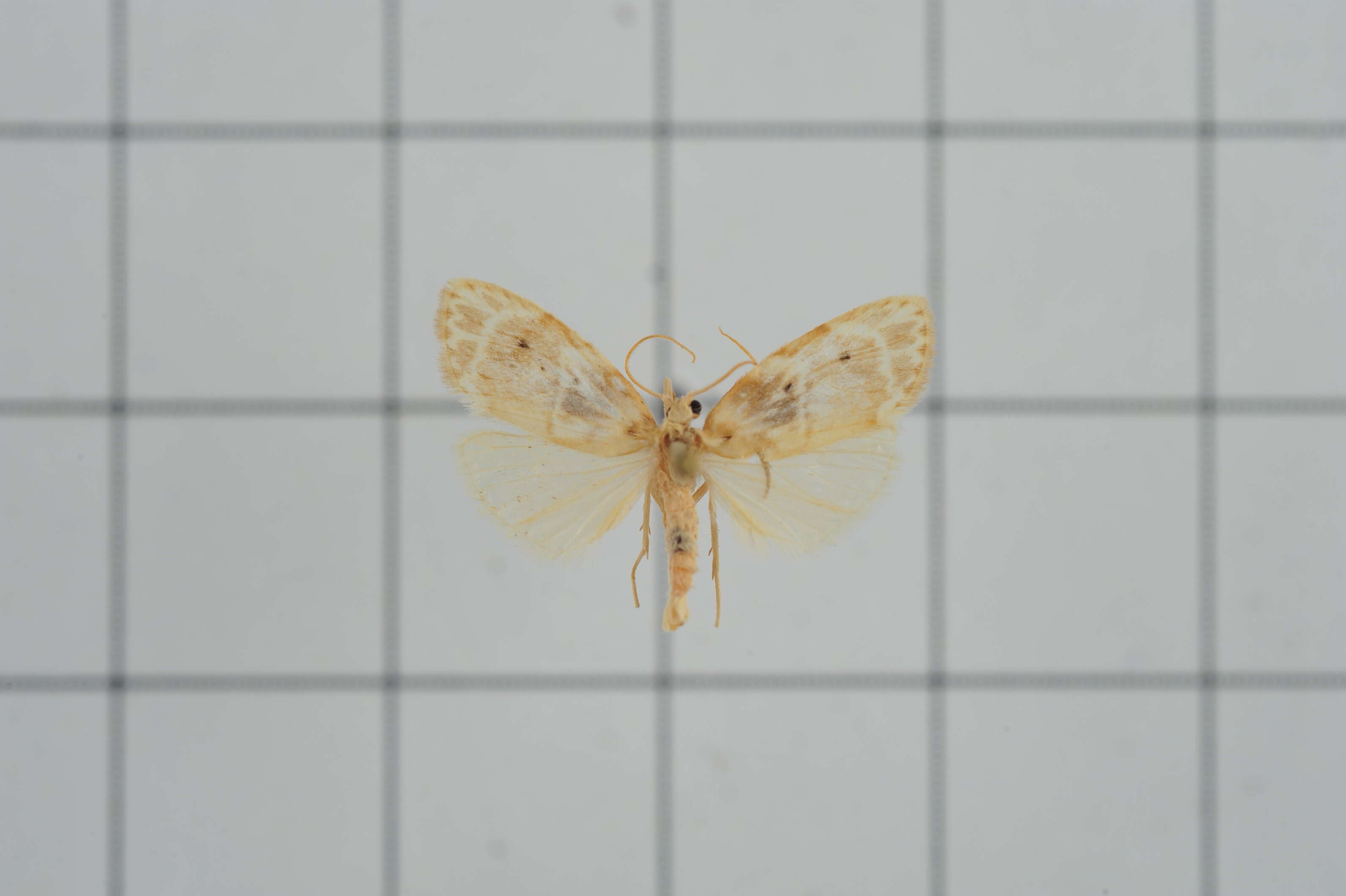 Image of Schistophleps bipuncta Hampson 1891