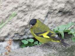 Image of Andean Siskin