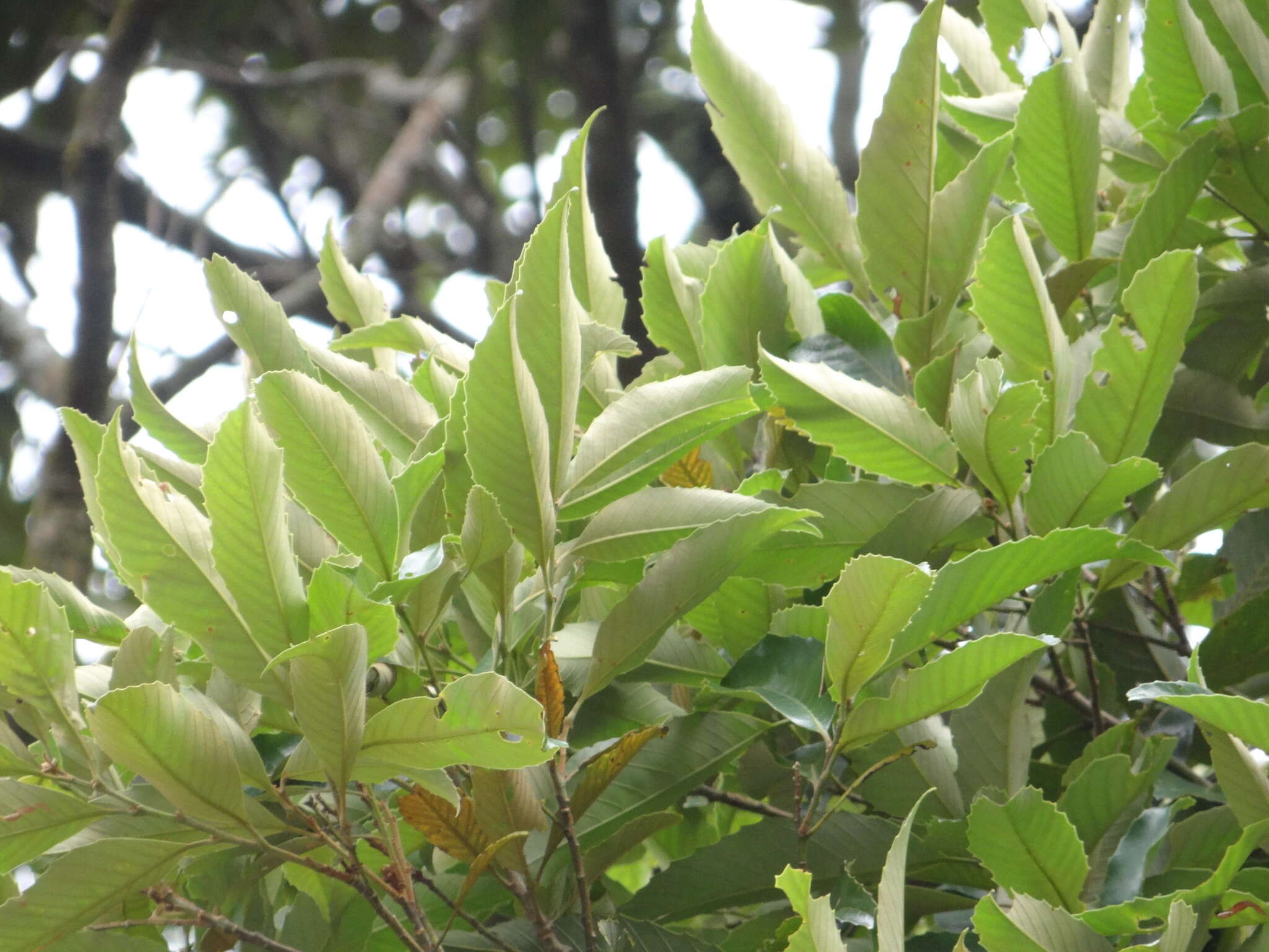 Image of Castanopsis indica (Roxb. ex Lindl.) A. DC.