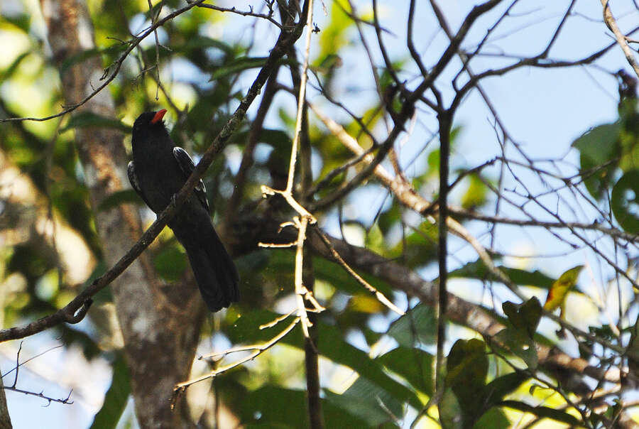 Image of Black Nunbird