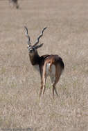 Image of Blackbuck