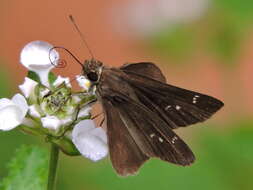 Image of Clouded Skipper