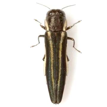 Imagem de Agrilus bilineatus (Weber 1801)