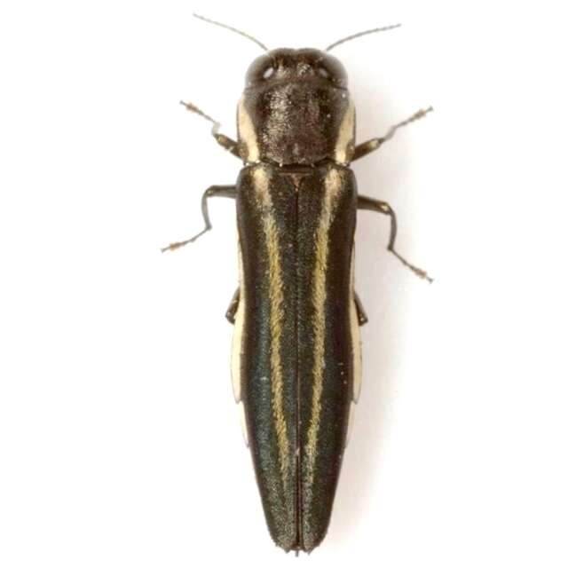 Imagem de Agrilus bilineatus (Weber 1801)