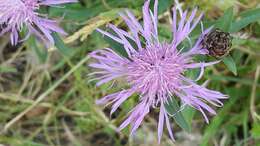 Слика од Centaurea scabiosa subsp. grinensis (Reut.) Nym.