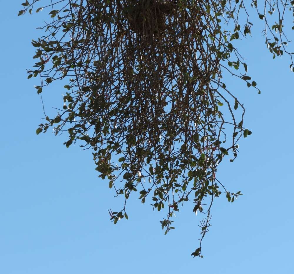 Image of Tapinanthus oleifolius (Wendl.) Danser