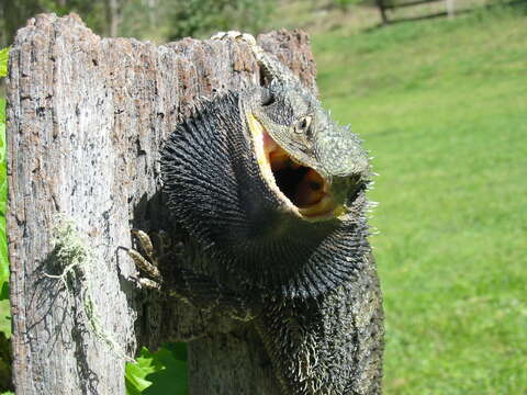 Image of Bearded Dragon