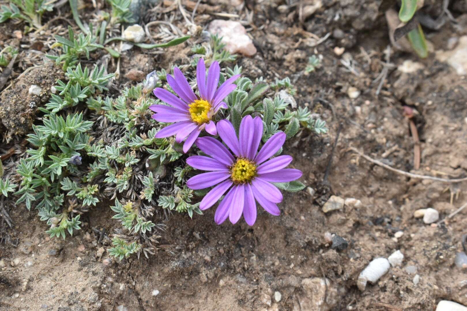 Image of Wyoming Townsend daisy