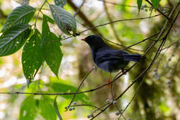 Image of Black-faced Solitaire