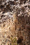 Image of Bromus fasciculatus C. Presl