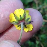 Potentilla ranunculoides Humb. & Bonpl. ex Nestl. resmi