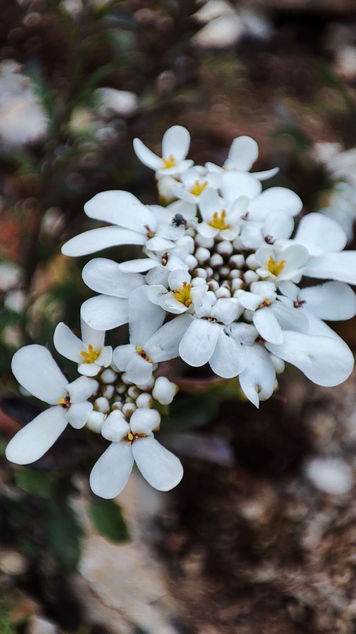 Image of Iberis procumbens subsp. microcarpa Franco & P. Silva