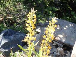 Image de Rainiera stricta (Greene) Greene