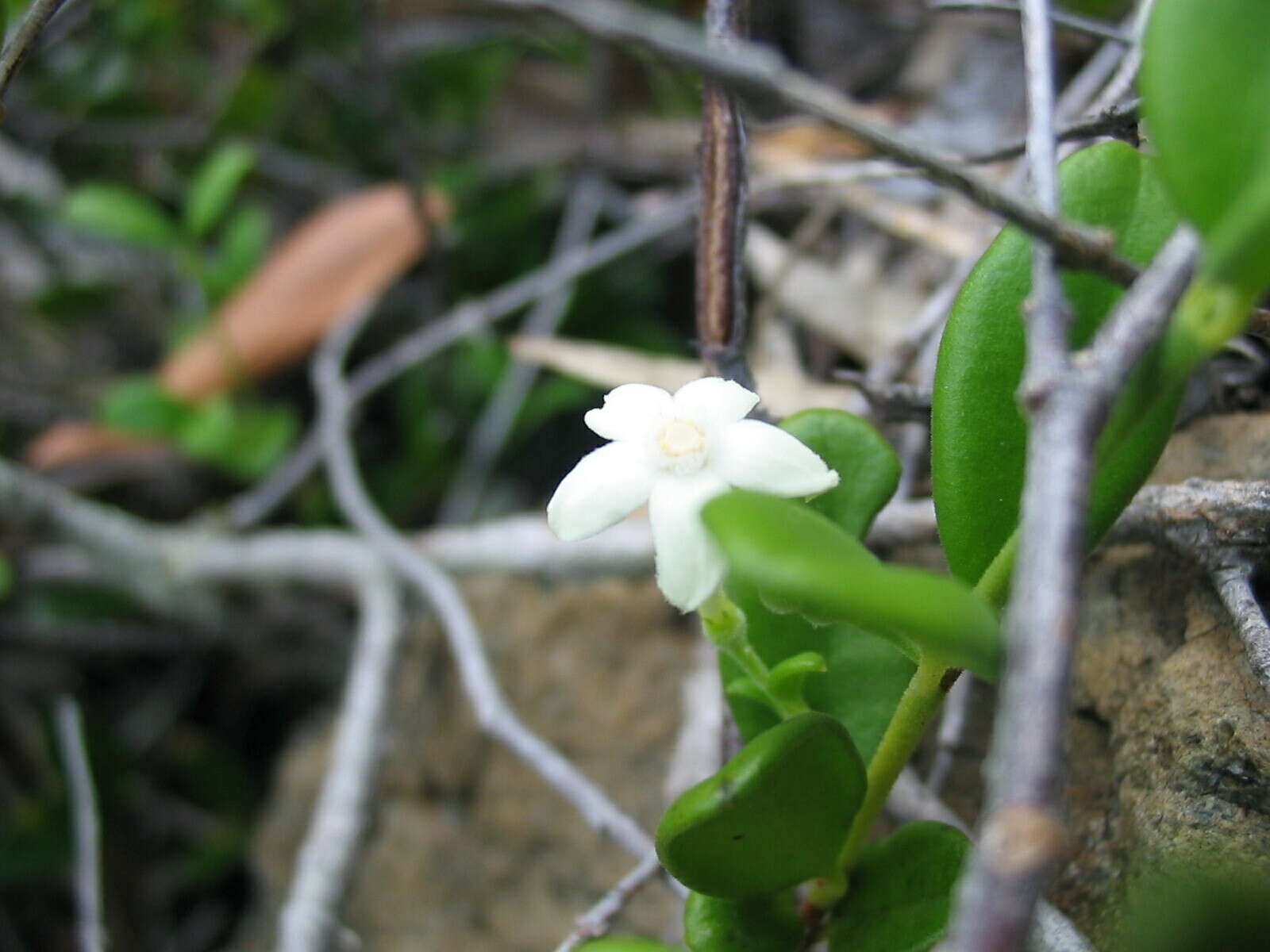 صورة Cyclophyllum tieaense Mouly