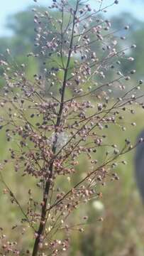 Image of Erect-Leaf Rosette Grass