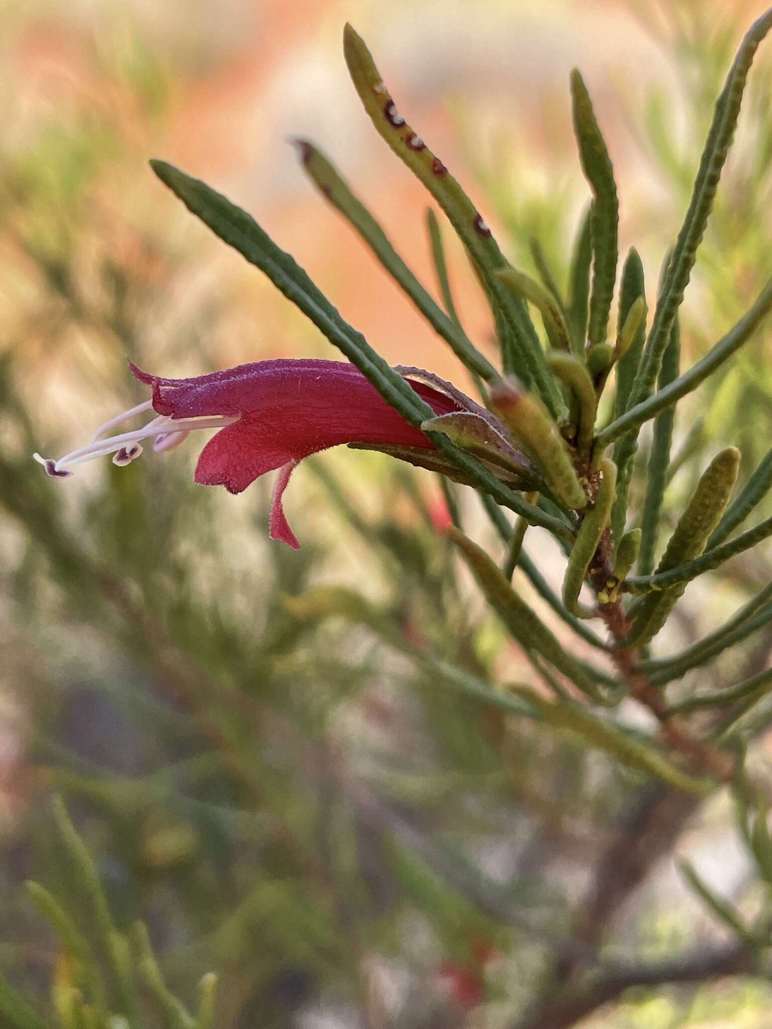 Image of Eremophila latrobei subsp. glabra (L. S. Smith) R. J. Chinnock