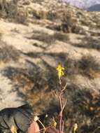 Image of Senecio yurensis Rusby