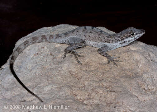 Image de Anolis scriptus Garman 1887