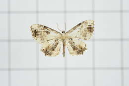Image of Epiplema plagifera Butler 1881