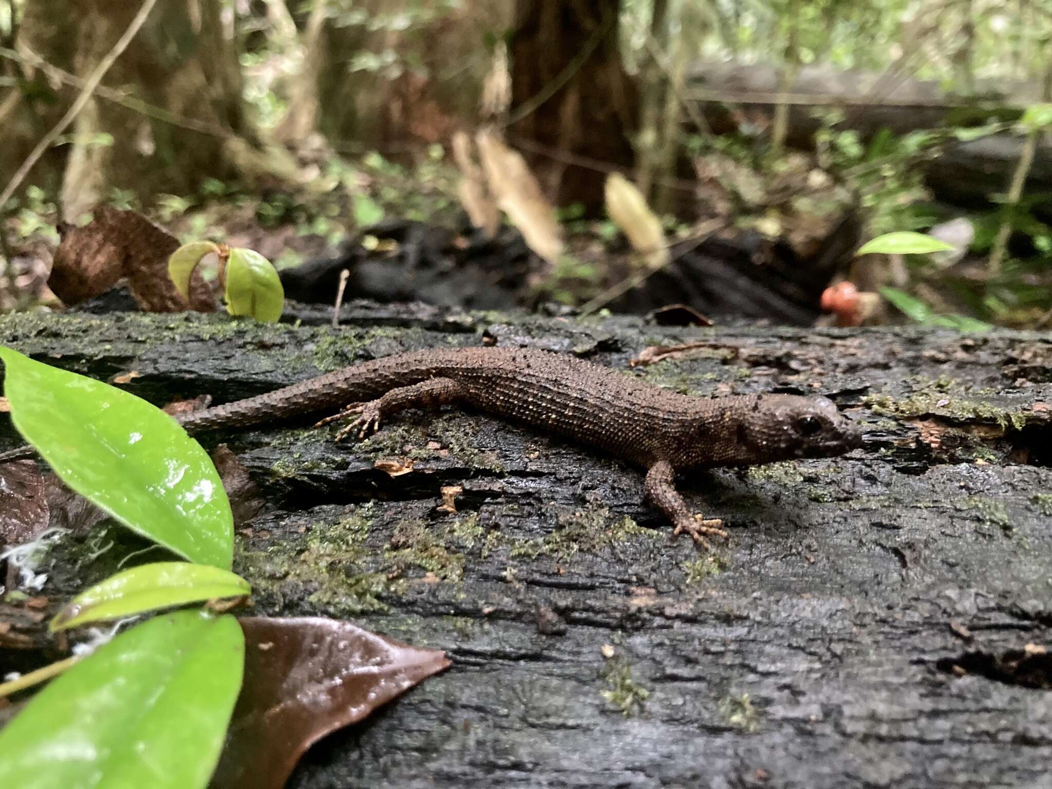 Image of Prickly Forest Skink