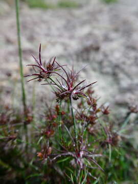 Image of Bulbous Rush