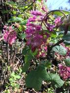 Imagem de Ribes sanguineum var. glutinosum (Benth.) Loud.