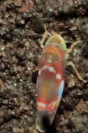 Image of Grapevine Leafhopper