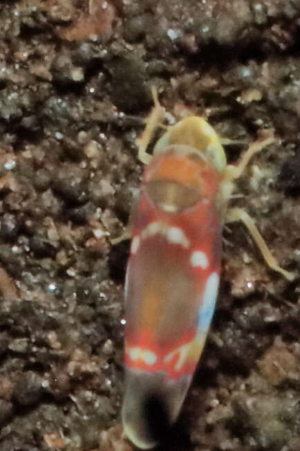 Image of Grapevine Leafhopper