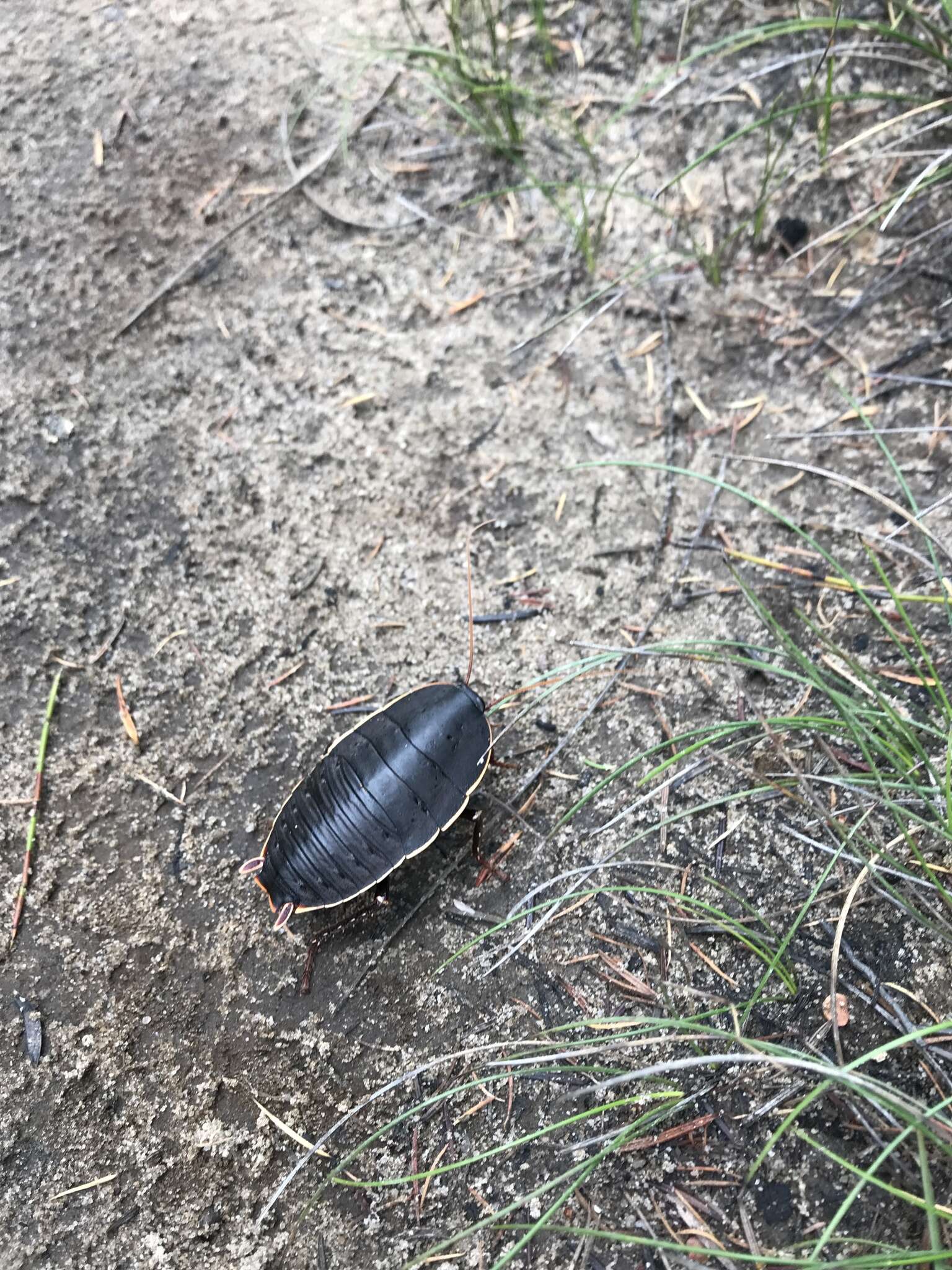 Image of Botany Bay Cockroach