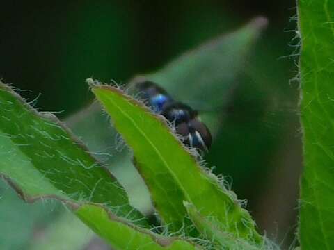 Image of Syrphid fly