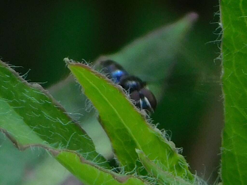 صورة Ocyptamus dimidiatus (Fabricius 1781)